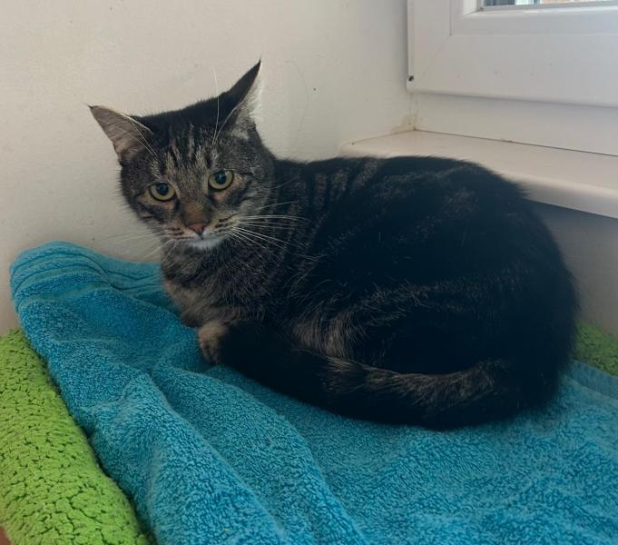 Europäische Hauskatze
